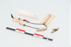 Foto von Korallenfragmente (NHMW-PRAE-025436a)